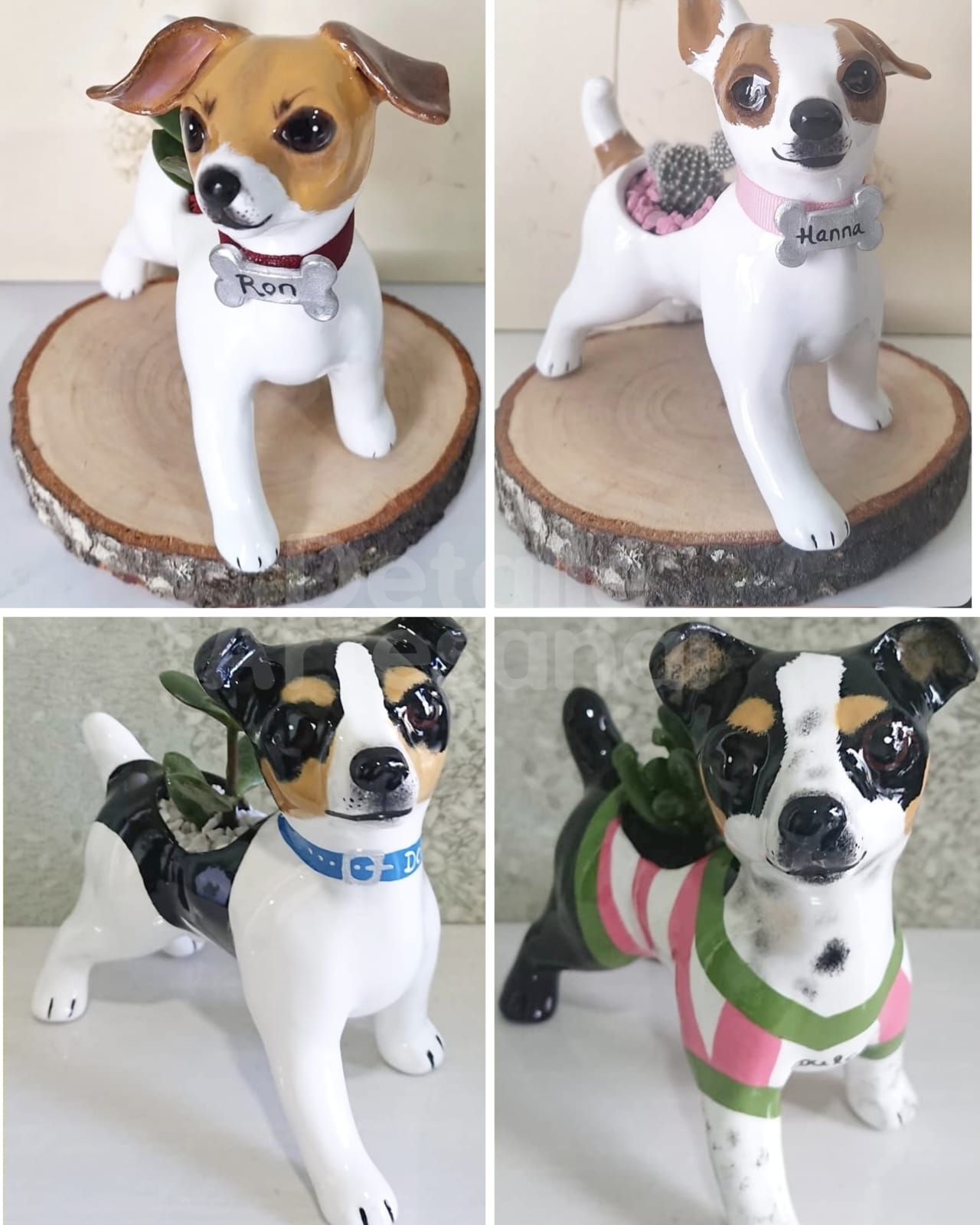 Jack Russell Terrier