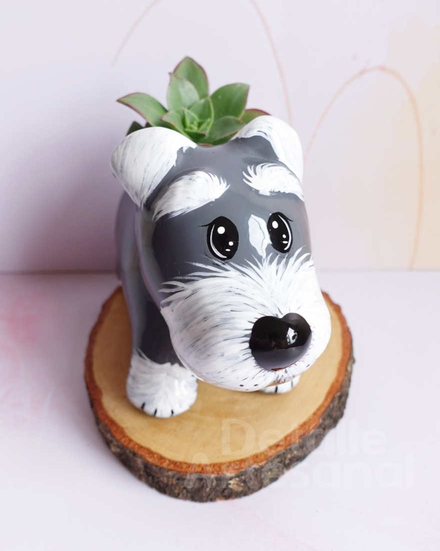 Schnauzer Animado Matera