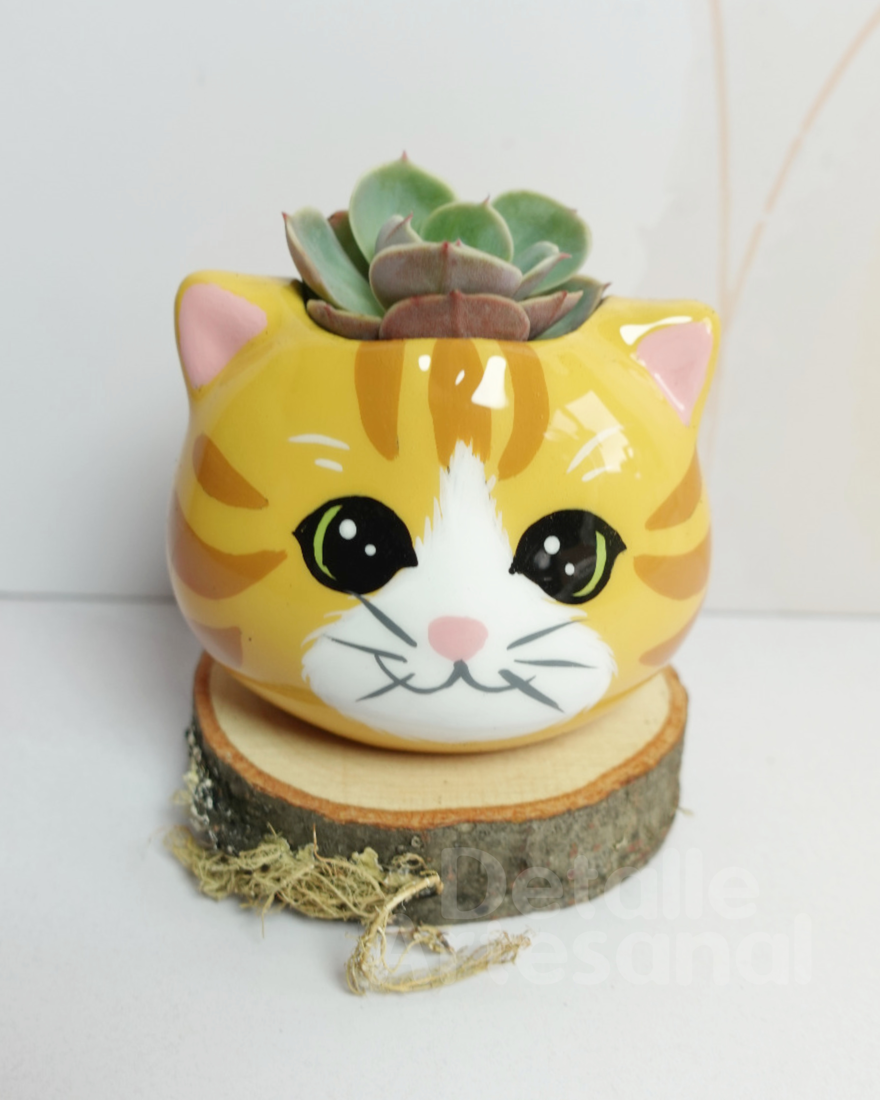 Cabecita Gato Matera